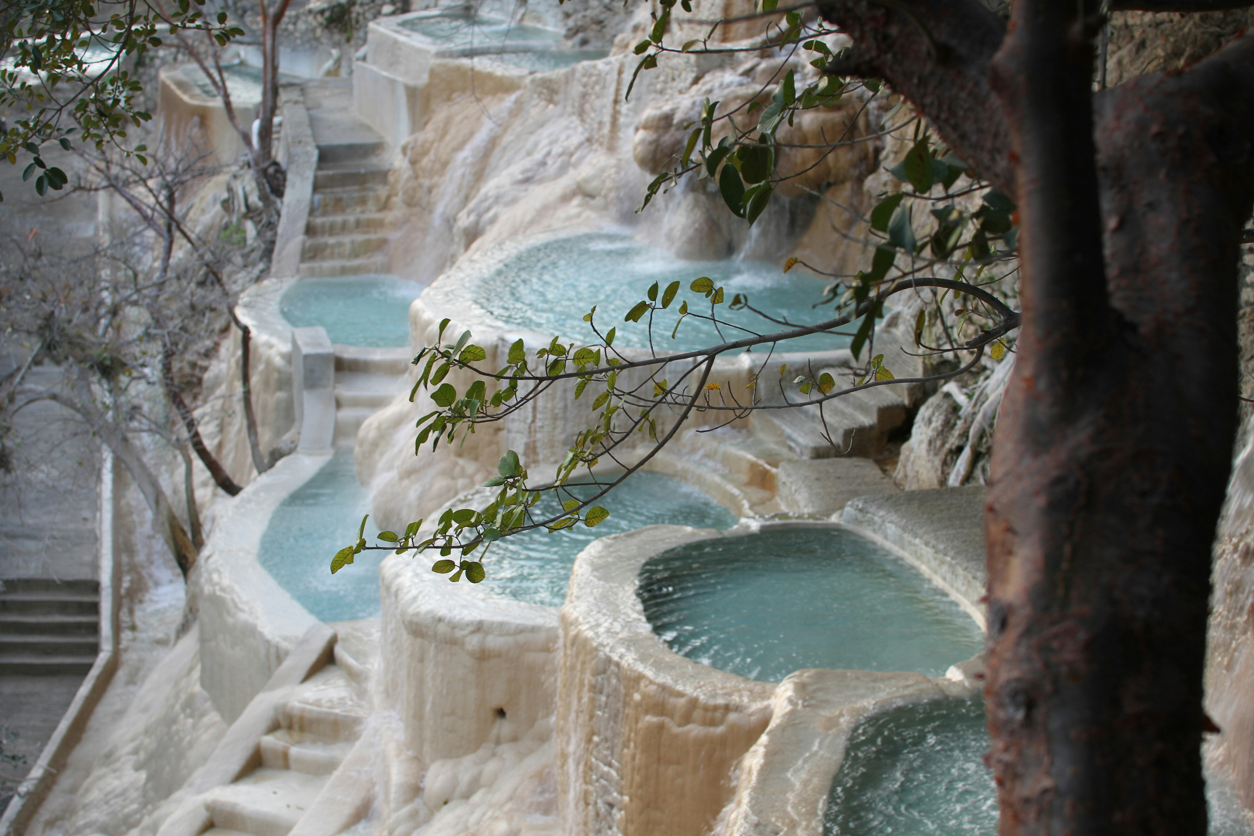 swimming pool beside tree