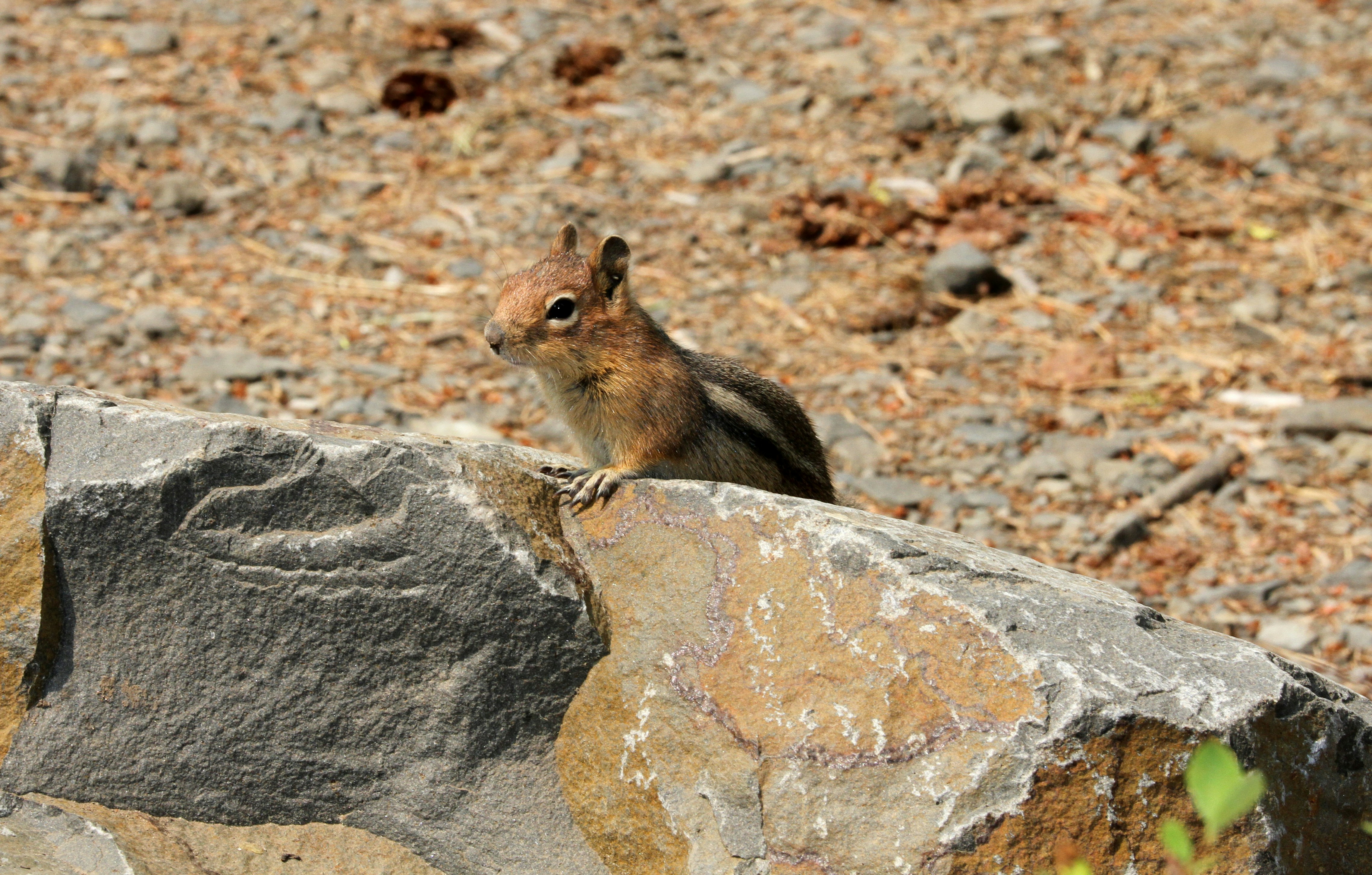 squirrel on rock