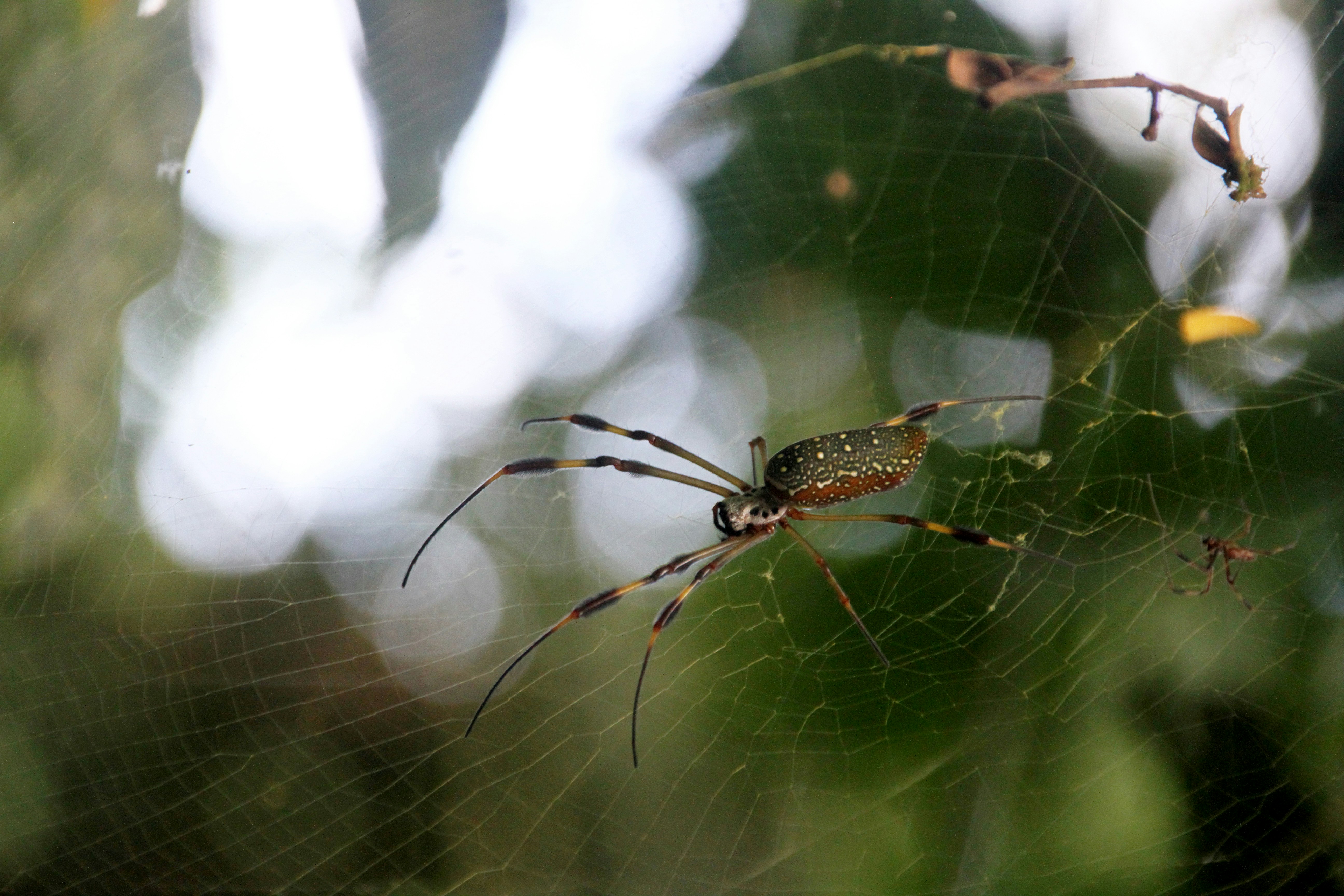 green and black spider on web