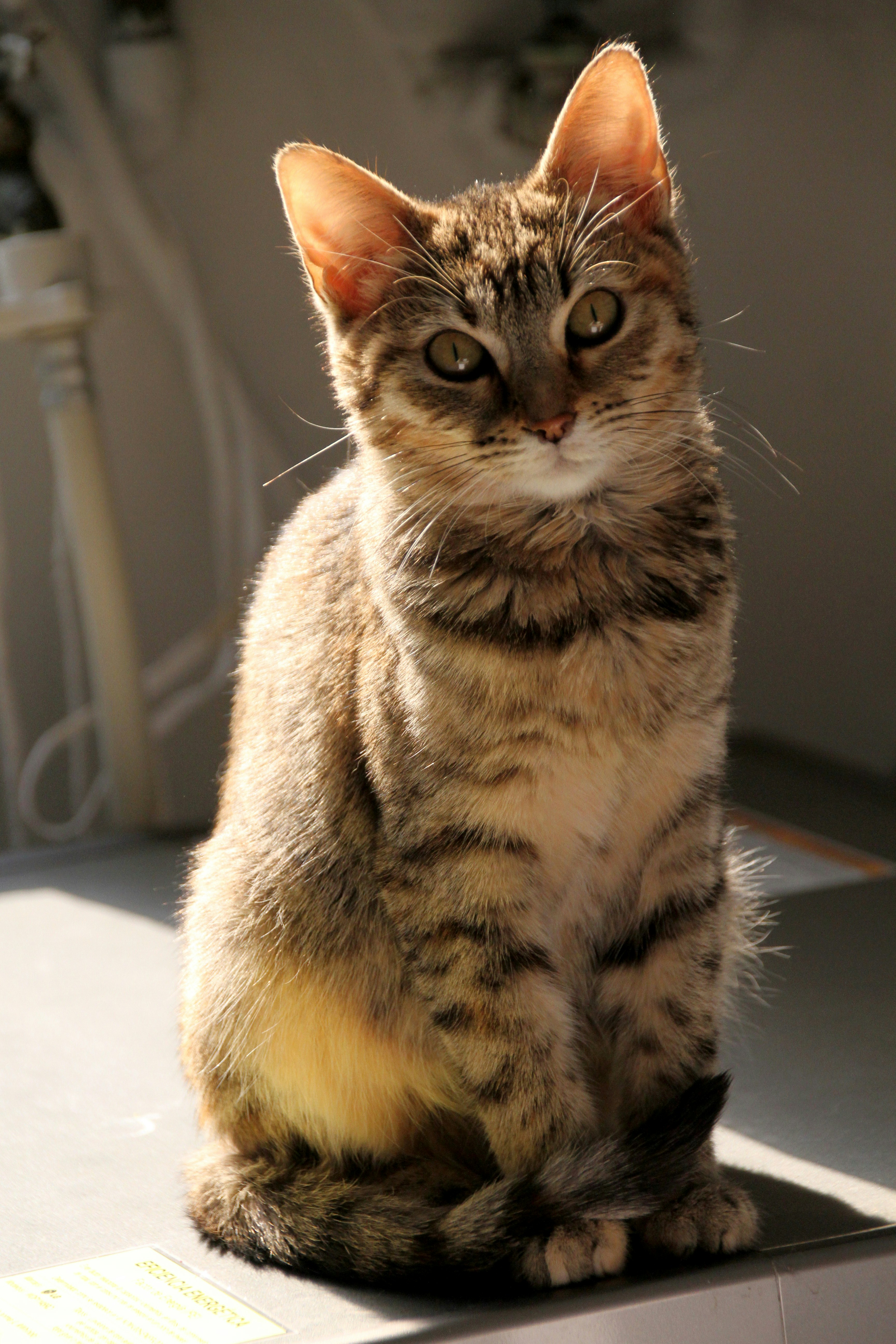 Photo by consuelomagar