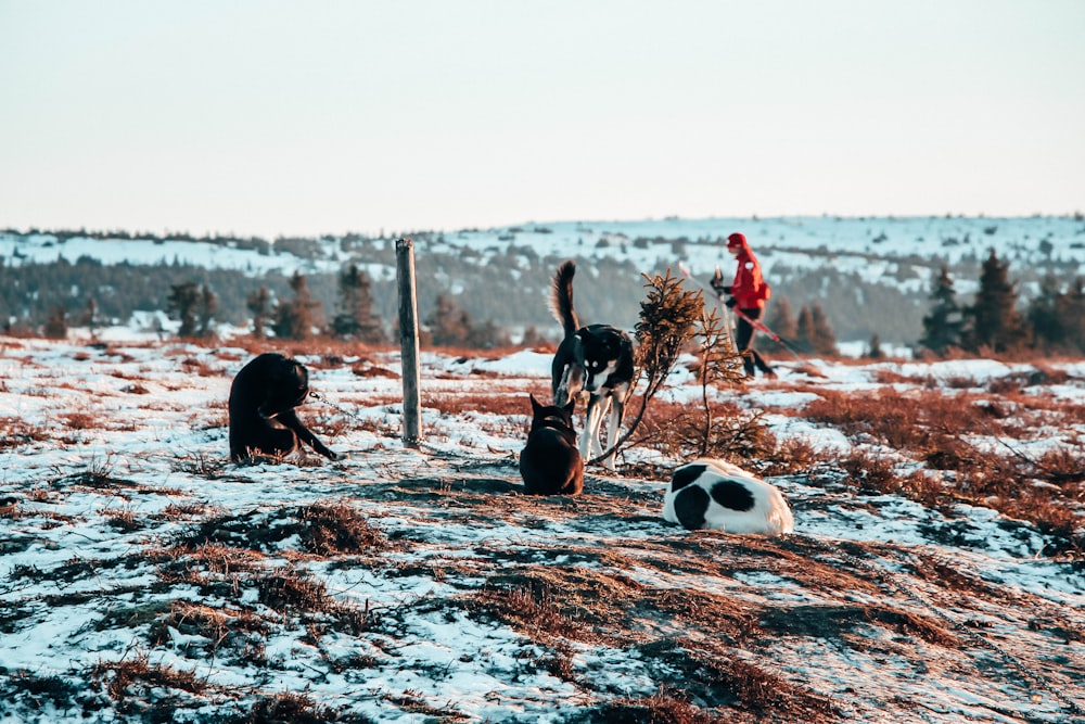 brown grass field and icy surface