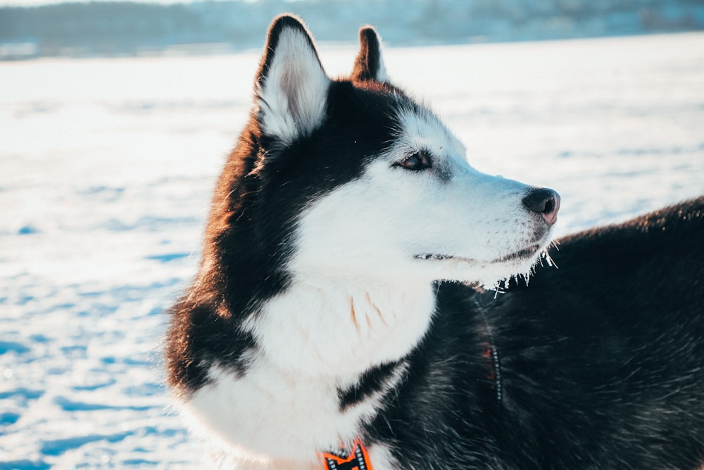 white and black Siberian husky beside body of water