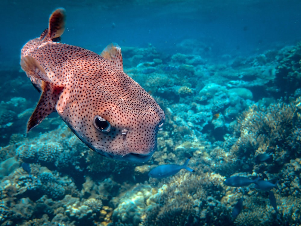 fotografia subaquática de peixes cinzentos e vermelhos