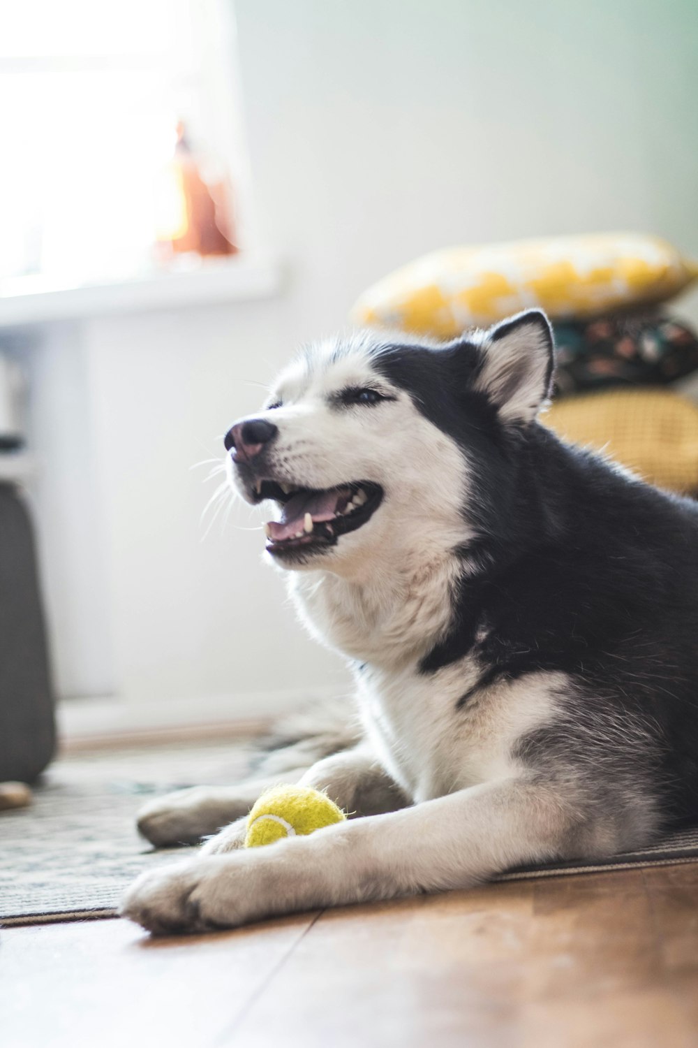 white and balck Siberian husky dog