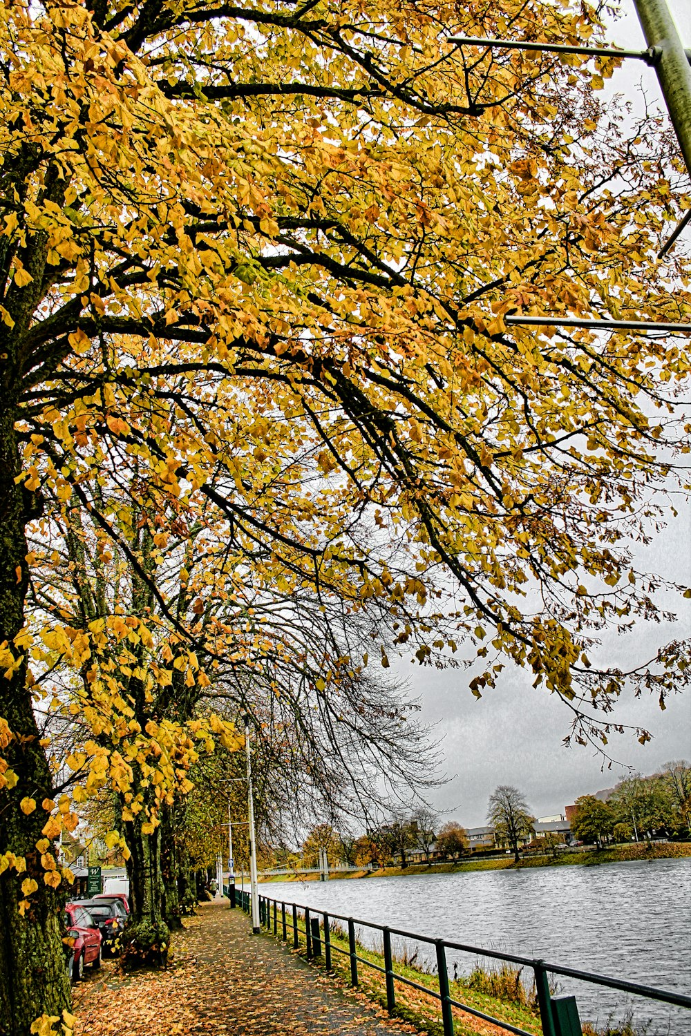 brown leaf tree near body of water