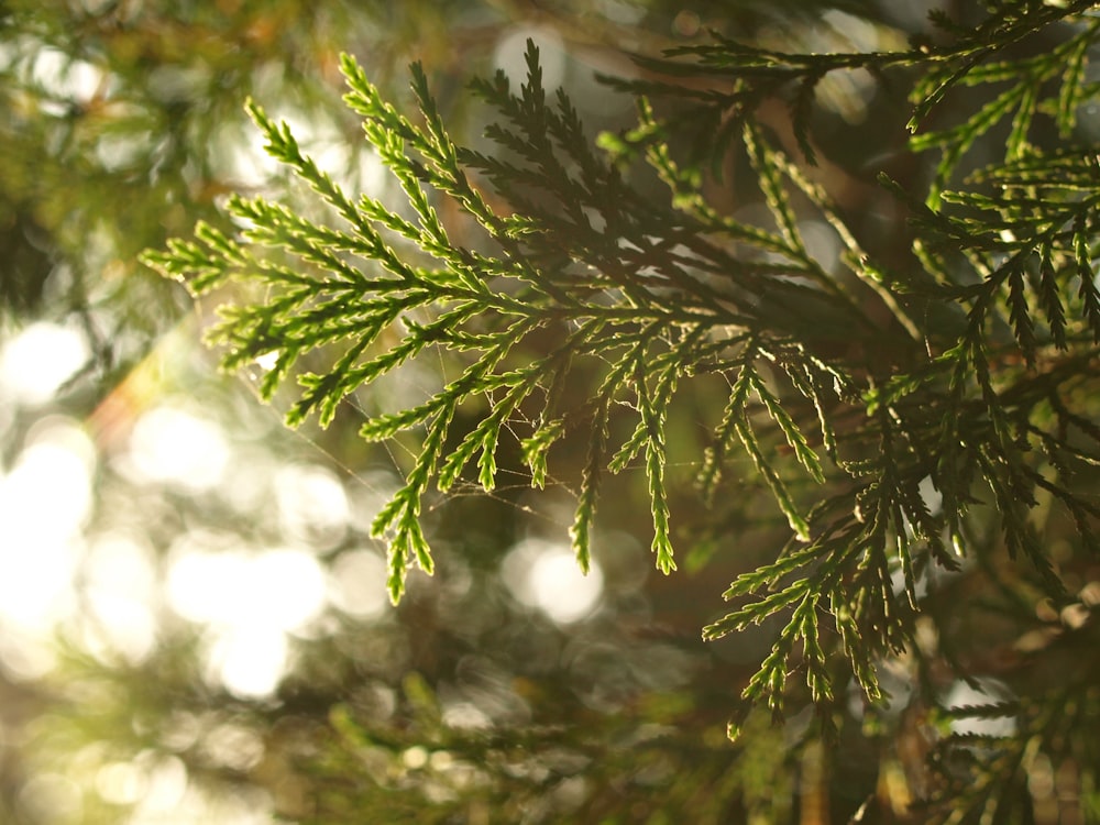 arbre vert