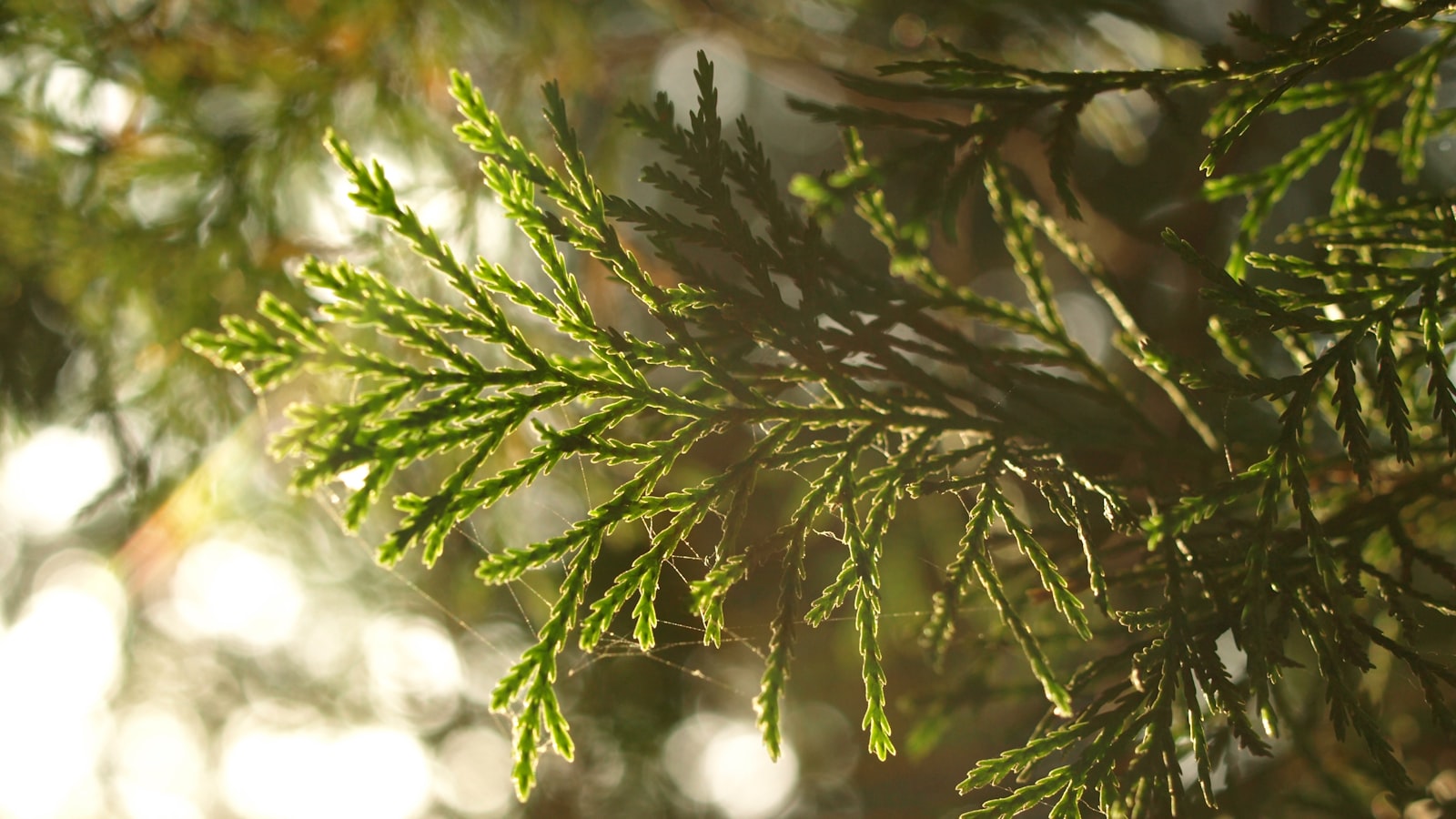 Does Cypress Mulch Repel Bugs: Separating Fact from Fiction