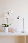 white moth orchid plant