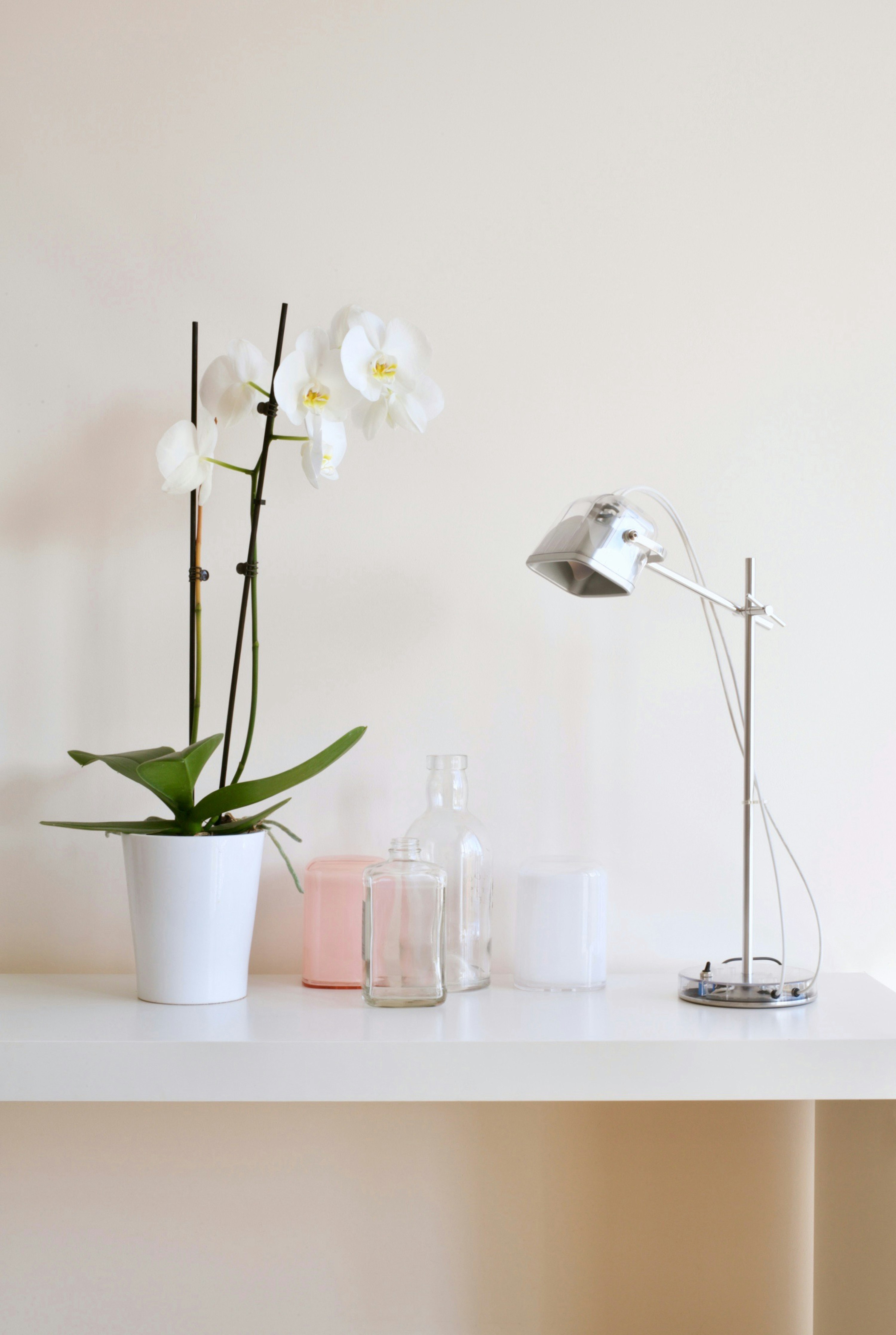 white moth orchid plant