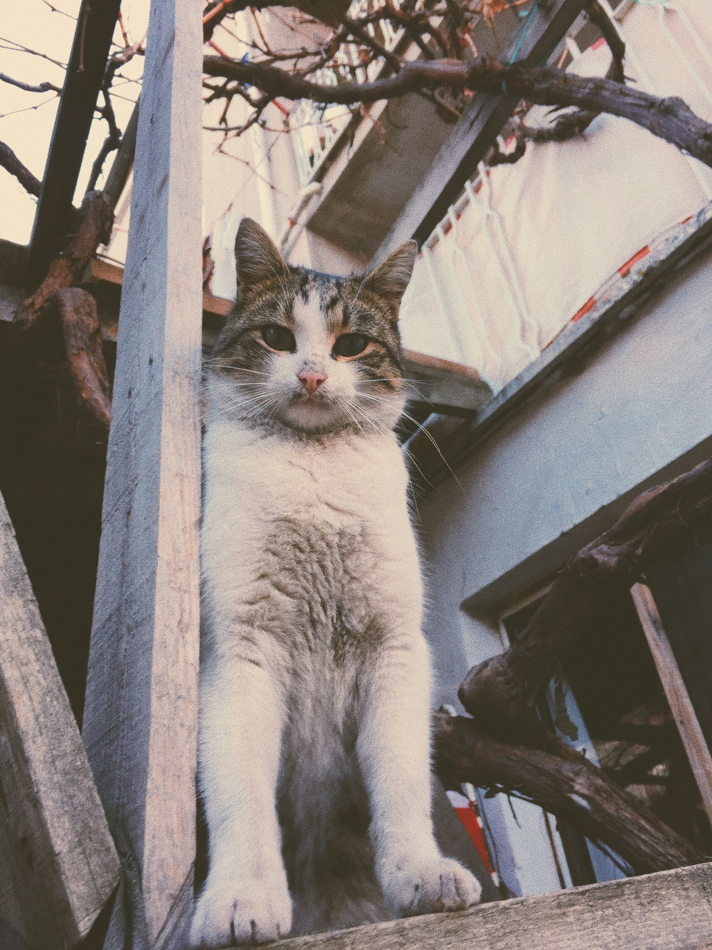 short-coated white and gray cat