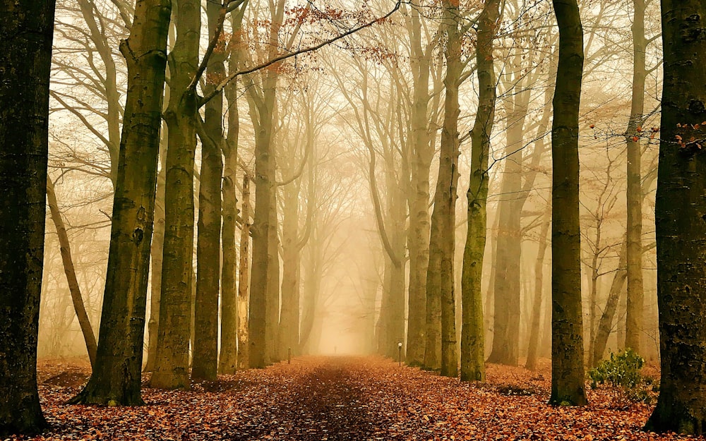 dirt road between trees