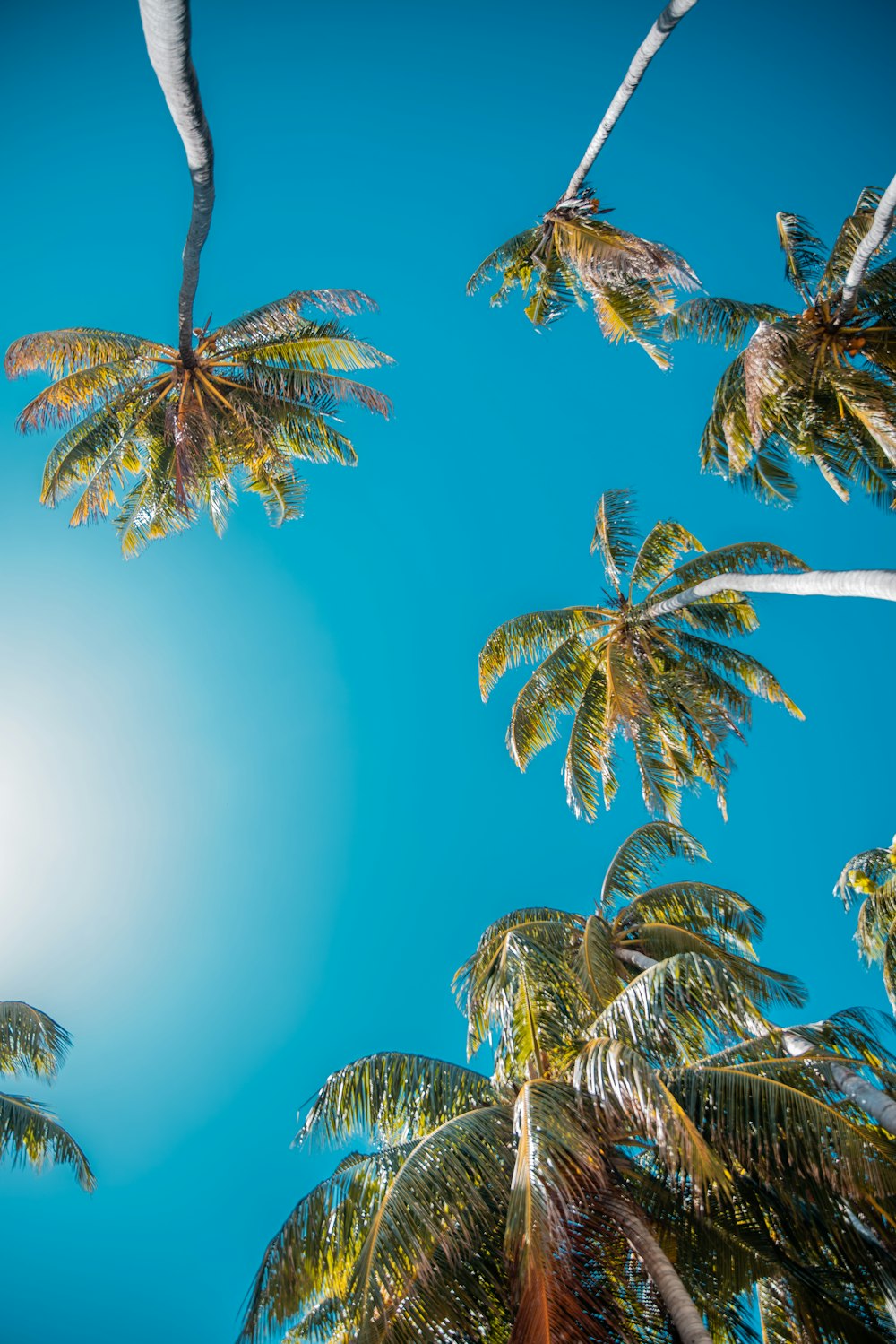 low angle photo of coconut trees