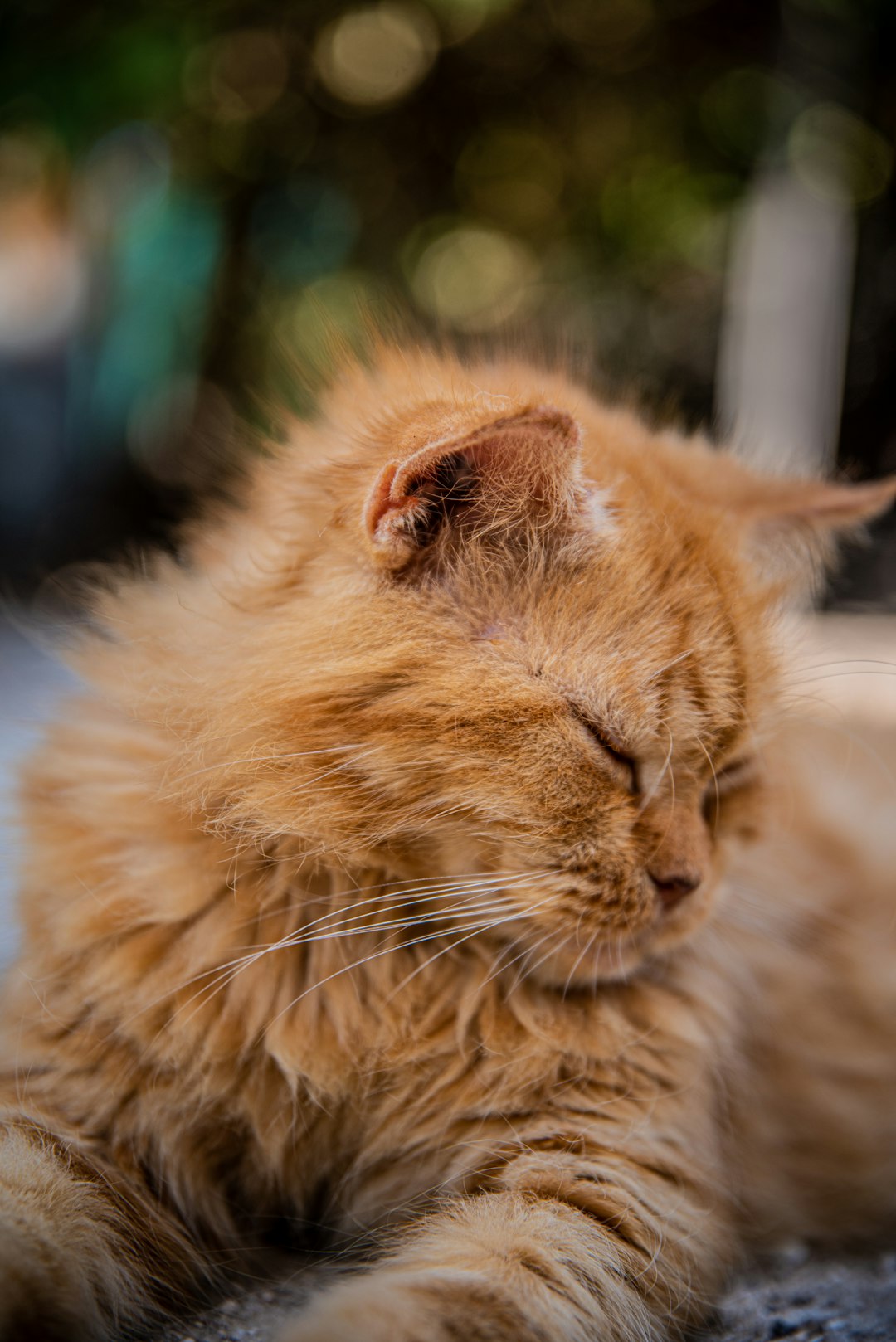 shallow focus photo of orange Persian cat