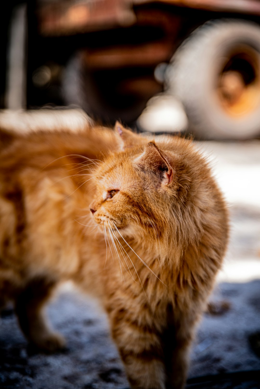 brown tabby cat on gray soil