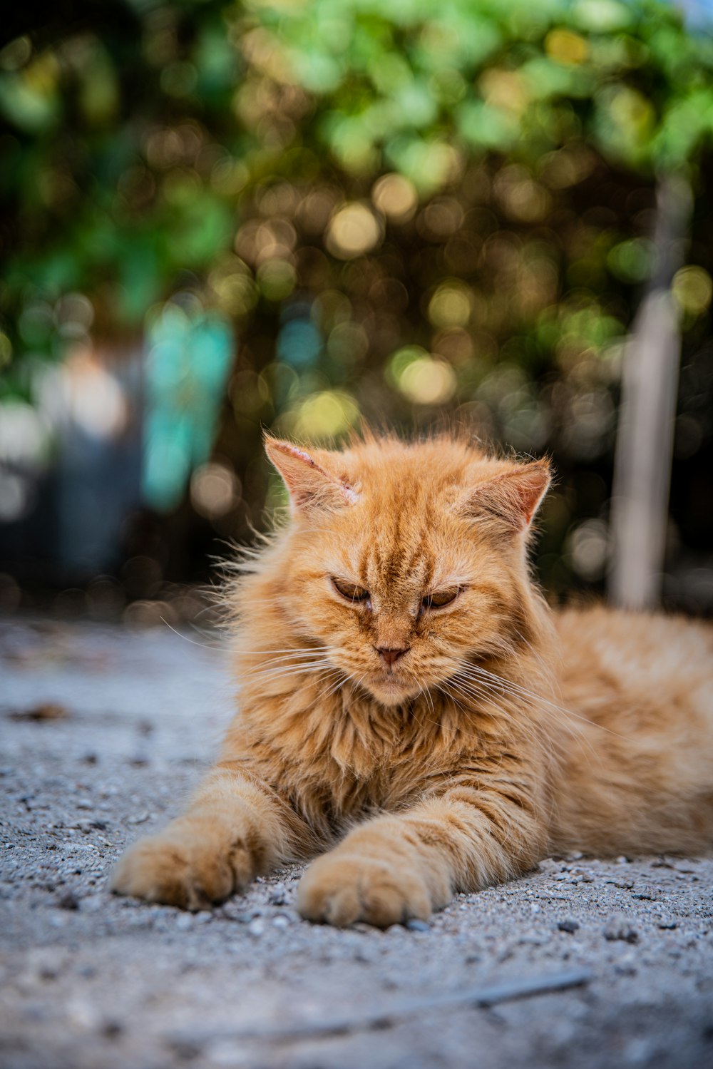 orange Maine Coon lying on pavement outside
