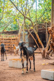 A group of goats stands in a rustic enclosure surrounded by trees. The main goat in the foreground is black and white with curved horns, while others of varied colors are scattered behind. The setting is outdoors, with a dirt ground and some simple wooden structures visible.