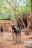 A group of goats stands in a rustic enclosure surrounded by trees. The main goat in the foreground is black and white with curved horns, while others of varied colors are scattered behind. The setting is outdoors, with a dirt ground and some simple wooden structures visible.