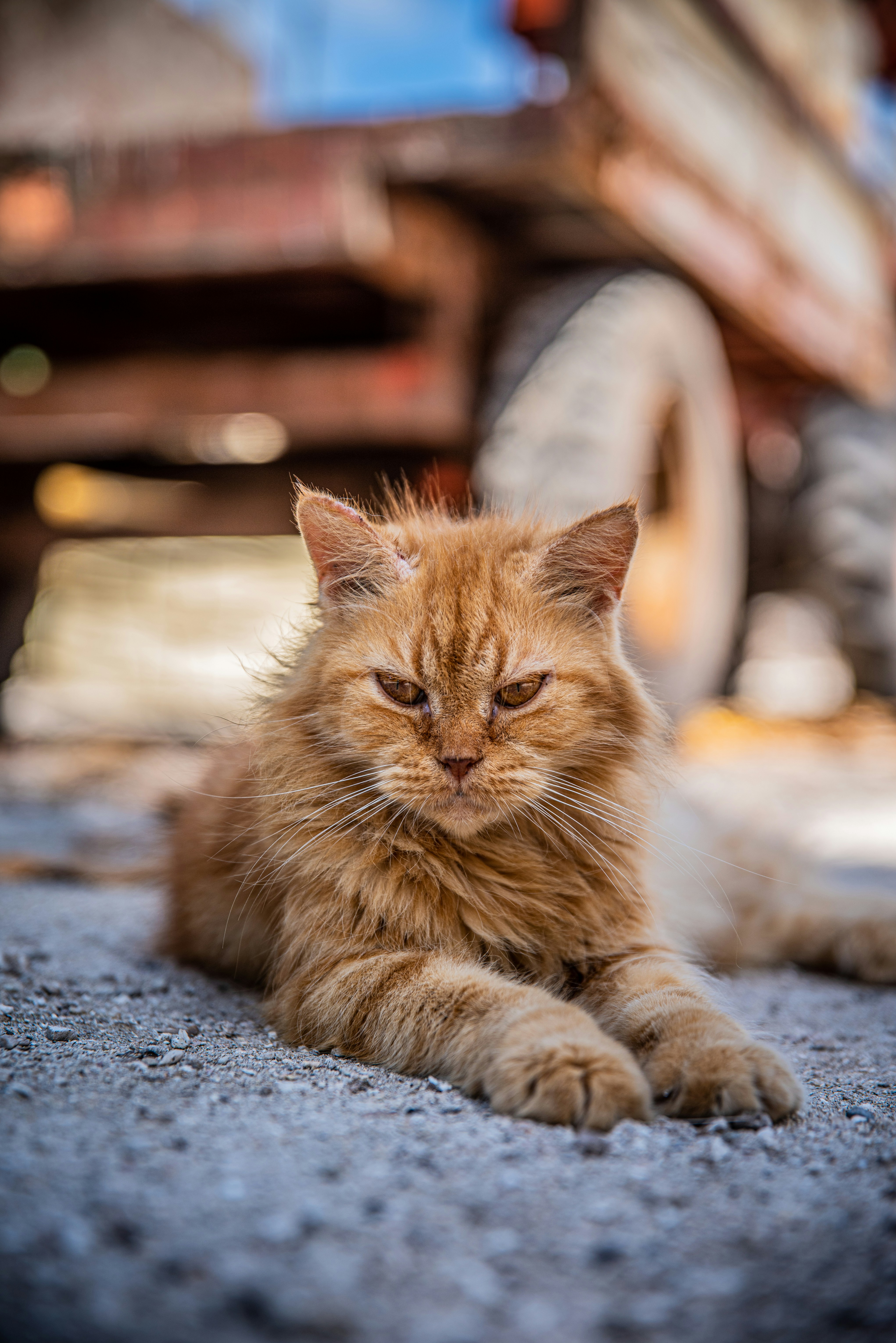 Orange Tabby Cat Photo Free Manx Image On Unsplash