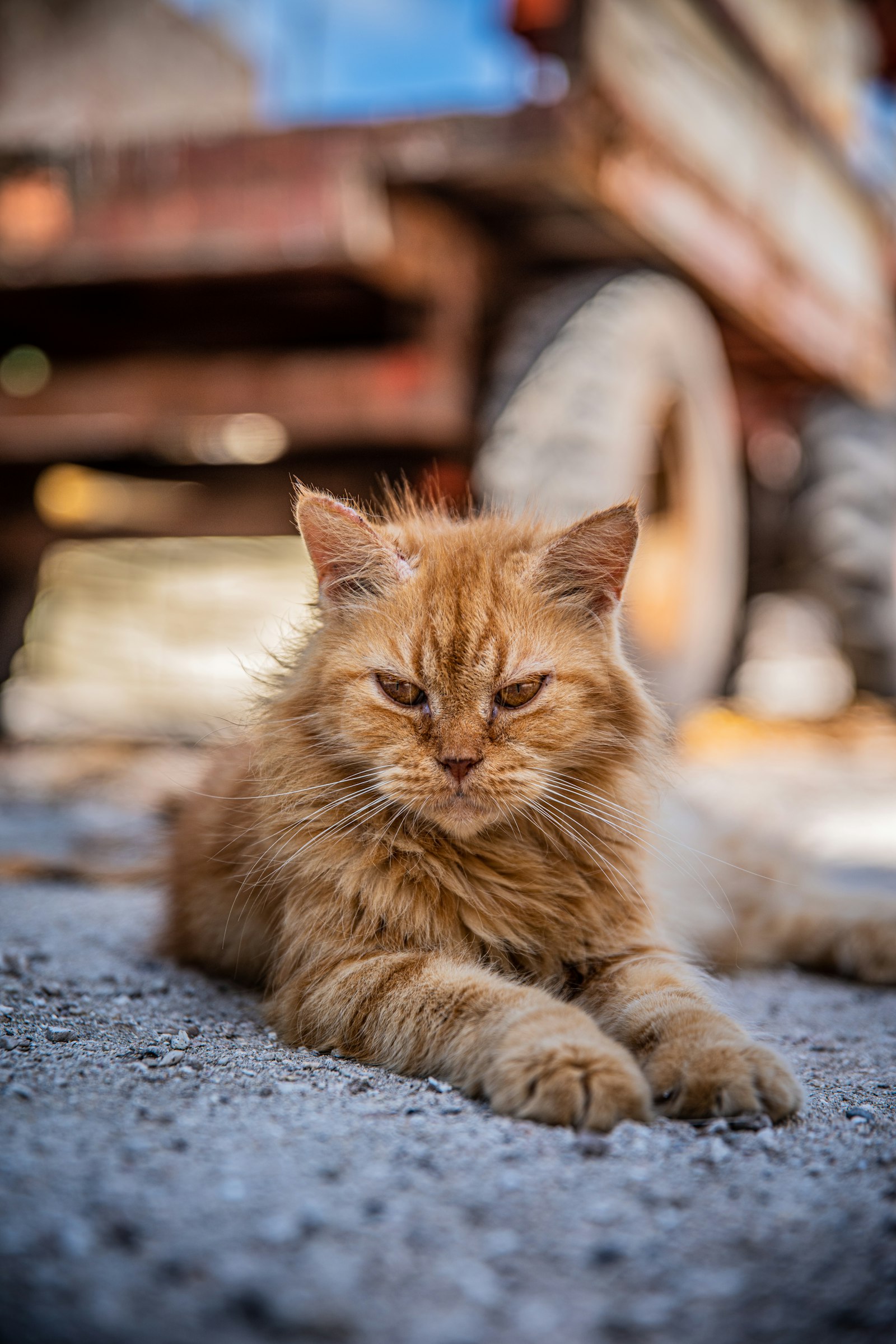 Sigma 24-70mm F2.8 DG OS HSM Art sample photo. Orange tabby cat photography