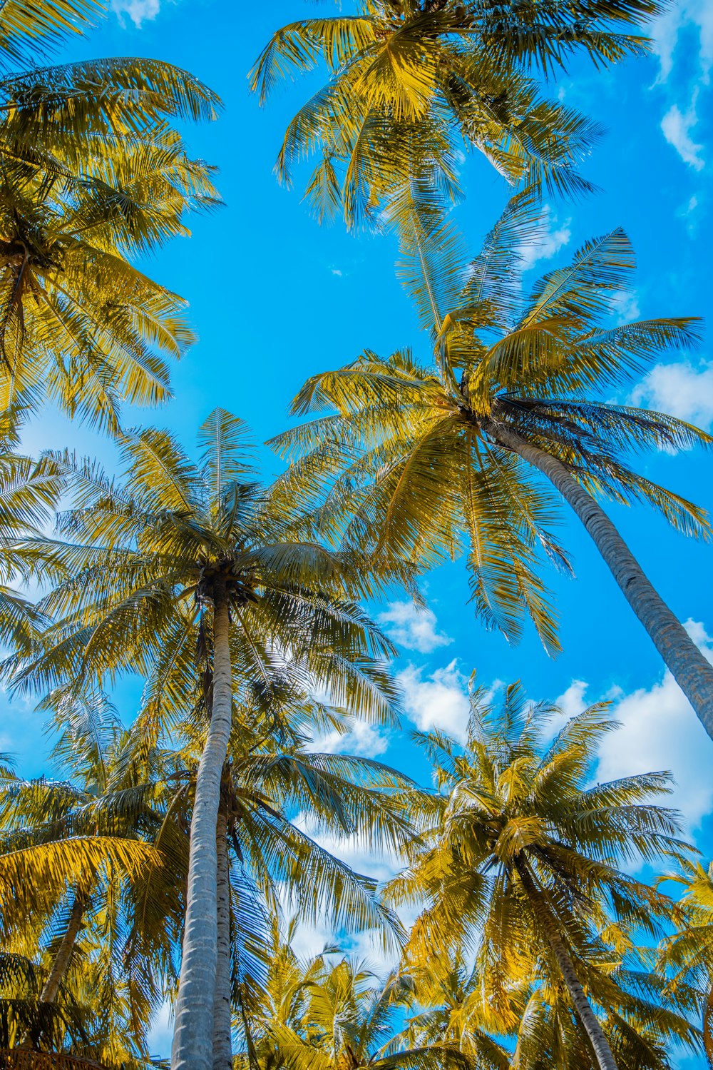 green palm trees