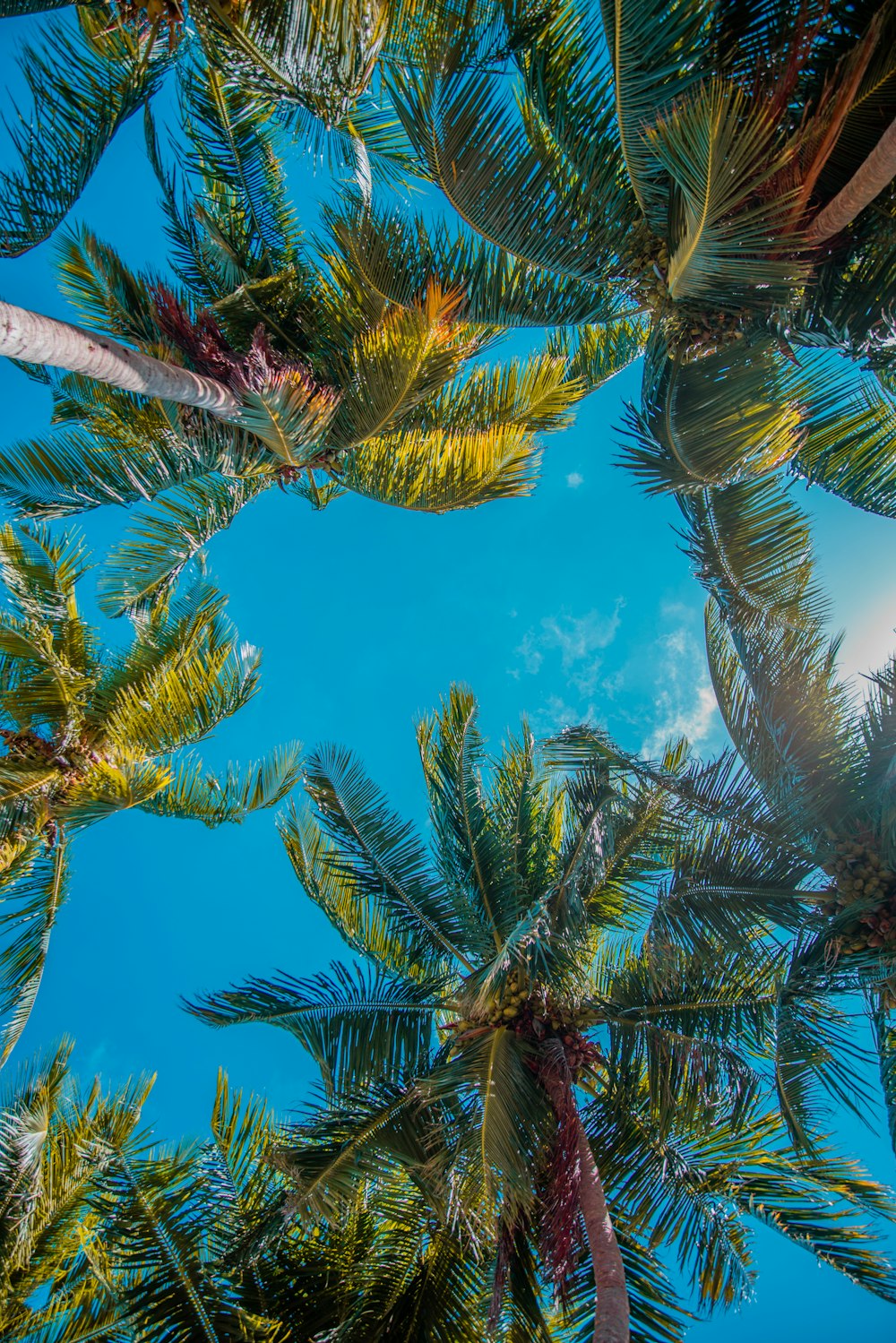 low-angle photograph of palm trees