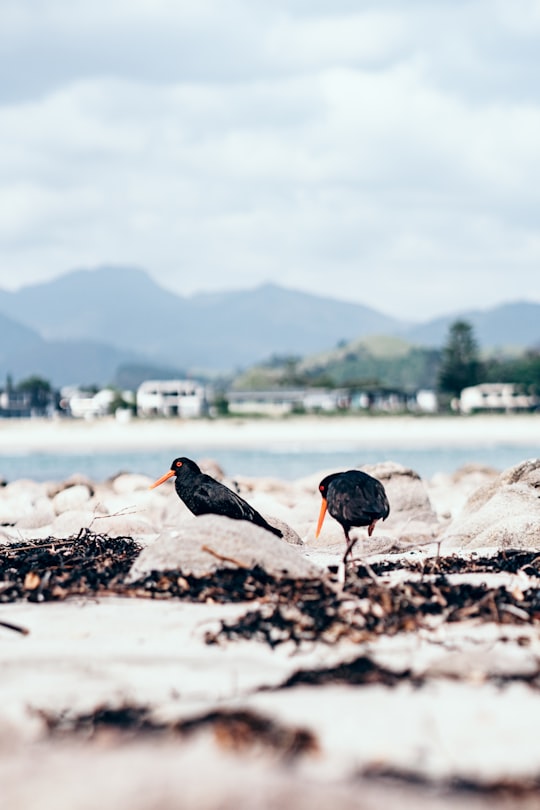 photo of Whangamata Beach near Te Whanganui-A-Hei Marine Reserve