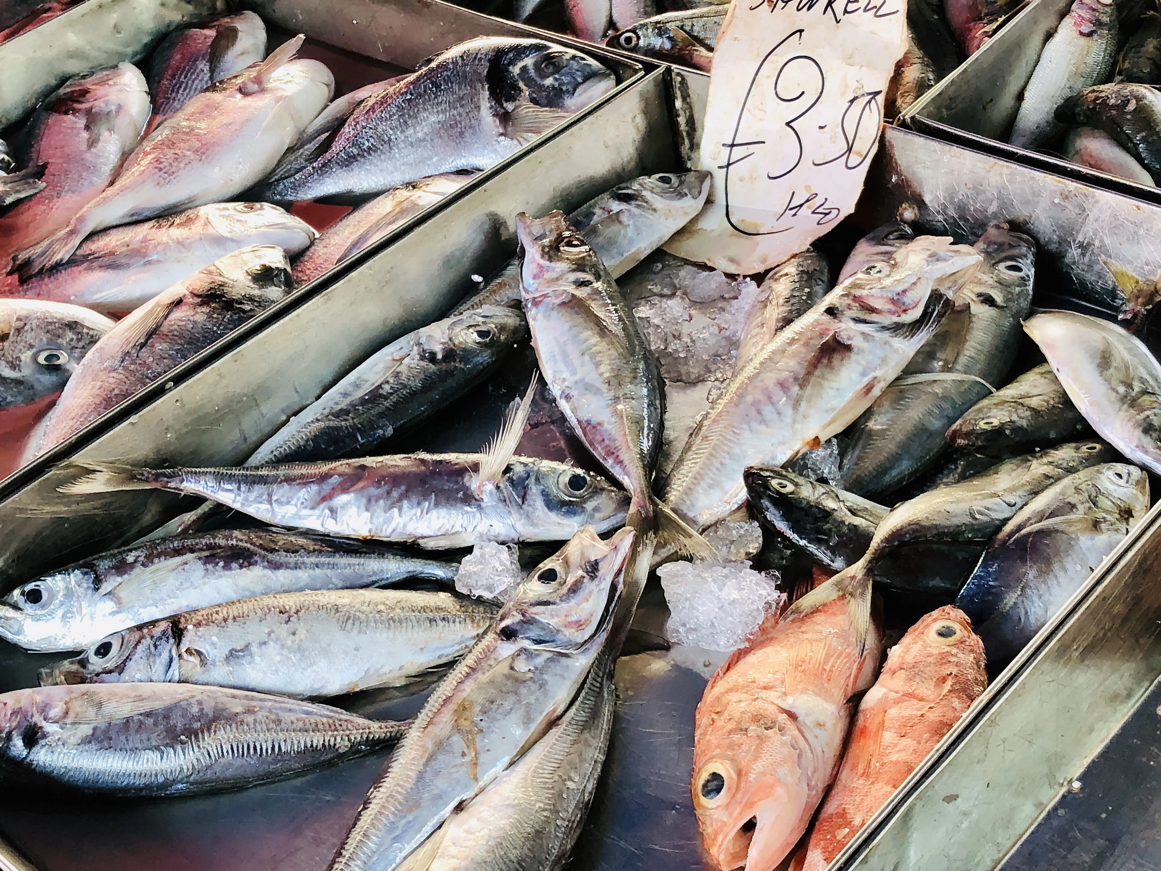 Trays of freshly landed fish packed on ice at the market in Marsaxlokk, Malta, with a handwritten price sign propped among them.