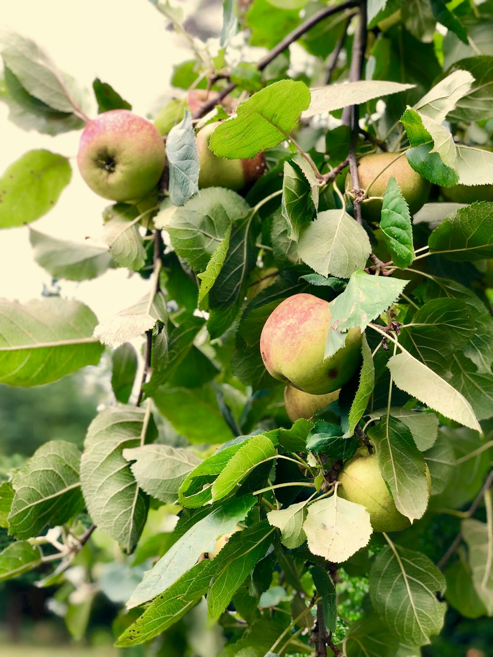 shallow focus photo of red apple fruits