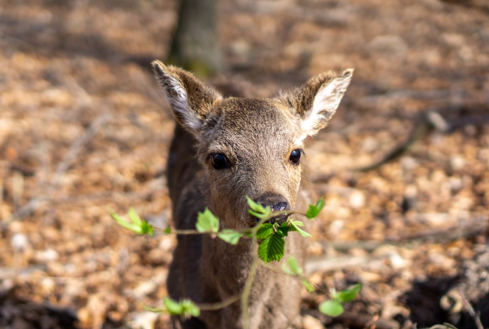 brown deer eating grasses