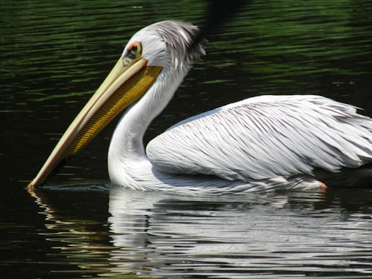 white pelican on body of water in Durban Botanical Gardens South Africa
