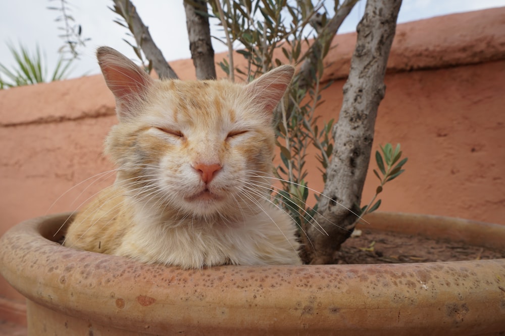 orange tabby cat