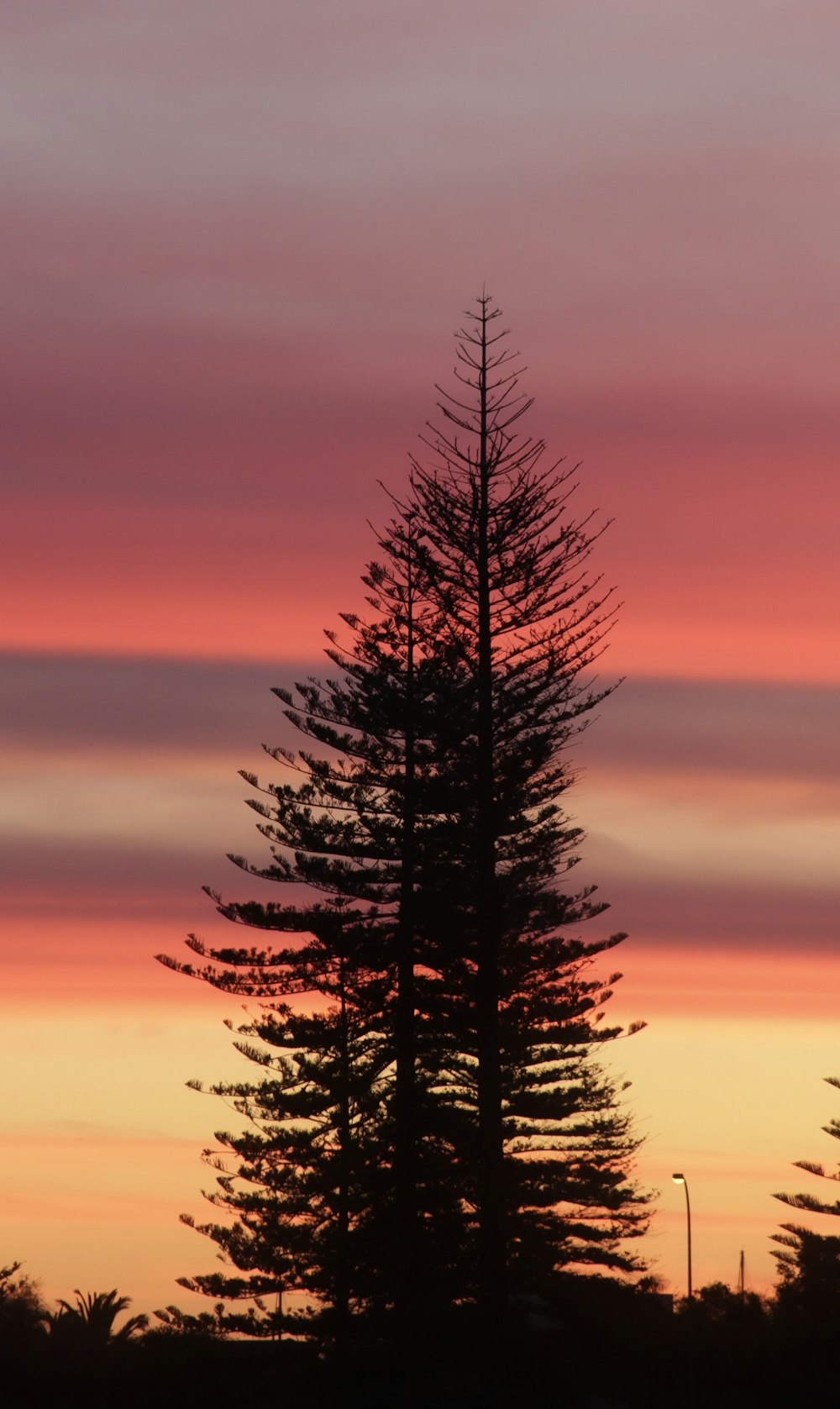 trees during sunset