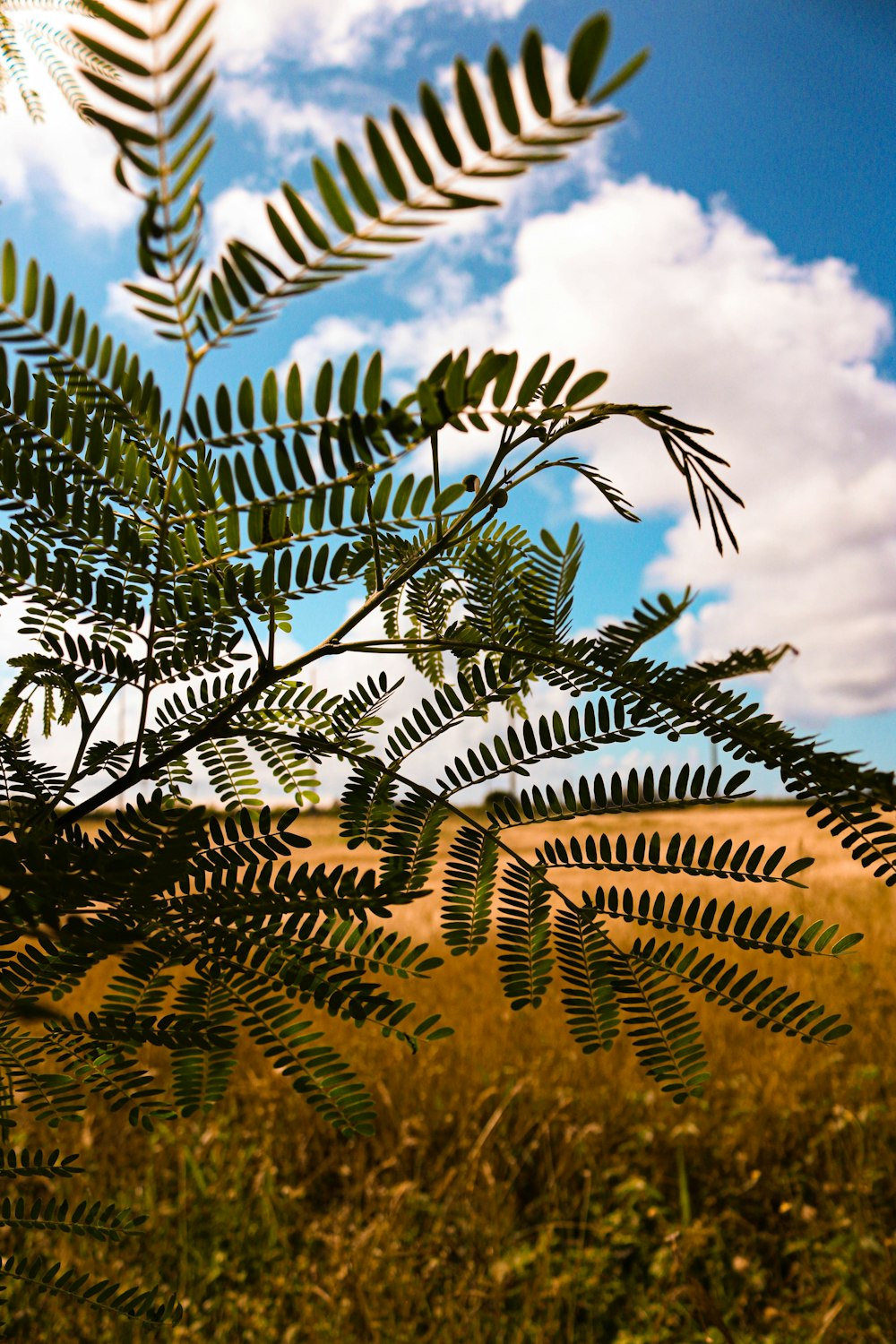 green leafed plant