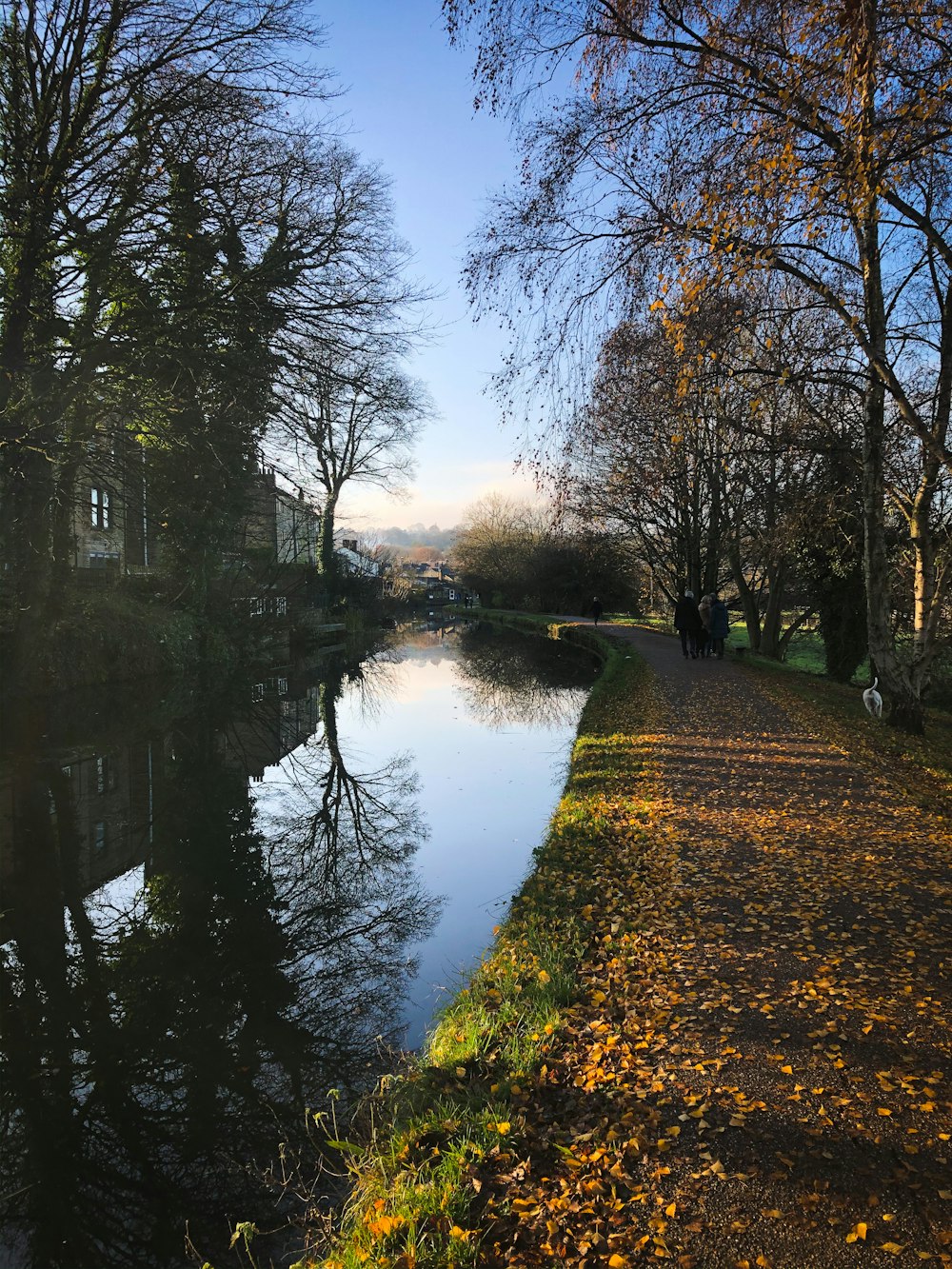 body of water between trees during daytime