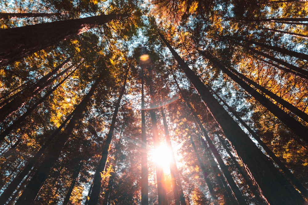 low-light photo of tall trees