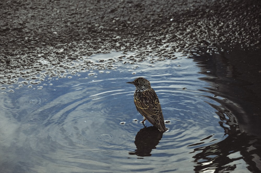 brown sparrow on body of water