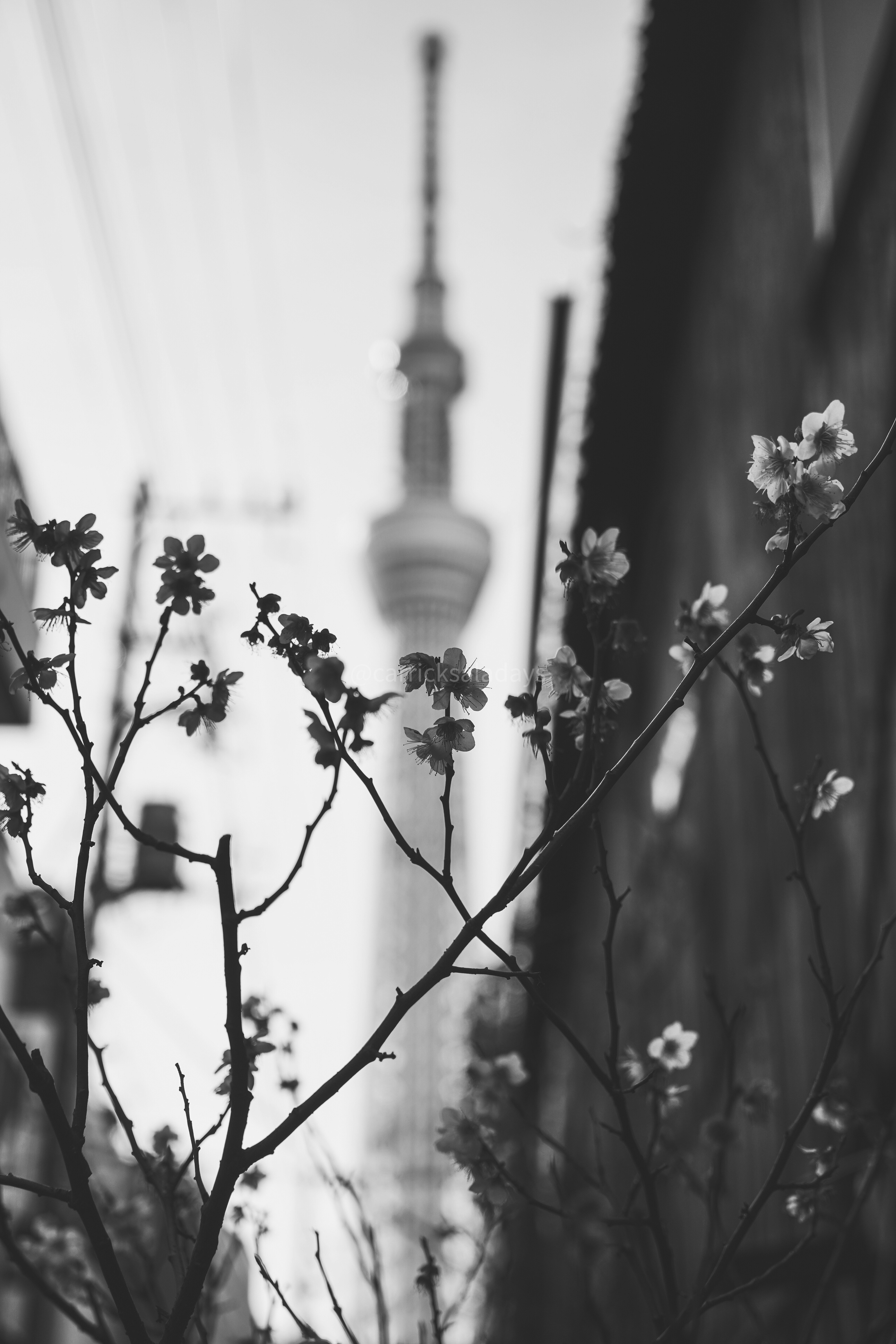 shallow focus photography of flowers