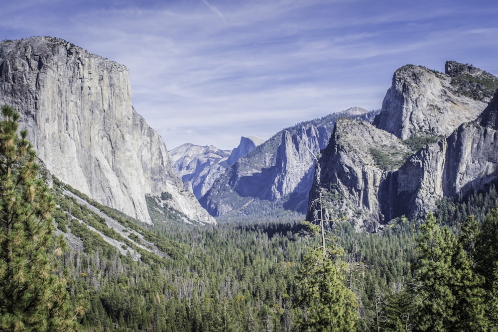 forest and rocky mountains during day