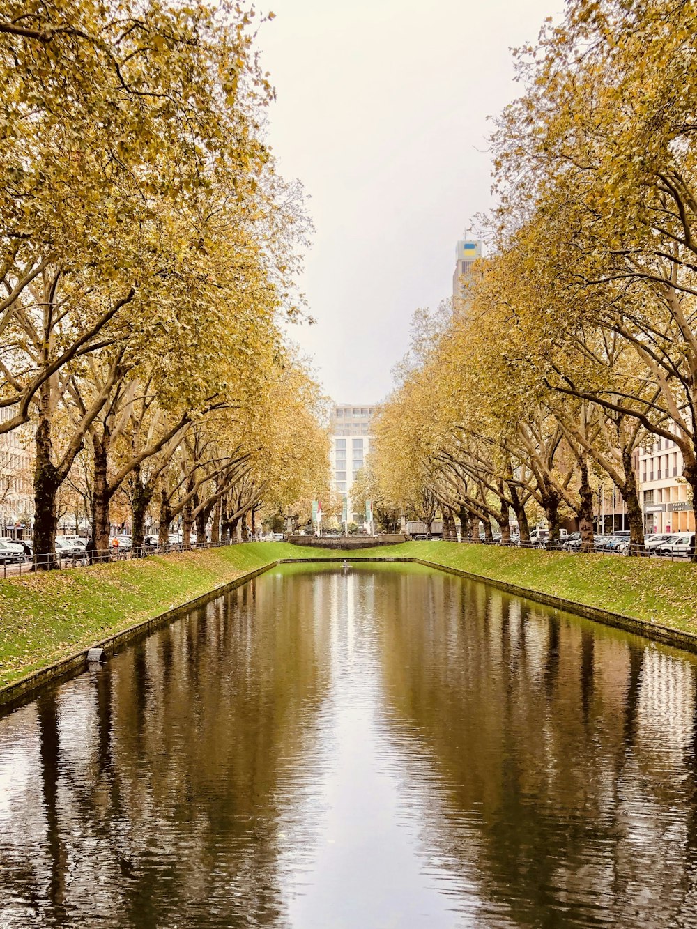 yellow leafed trees