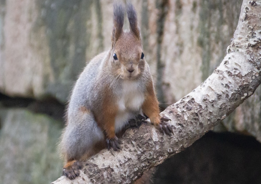 brown squirrel