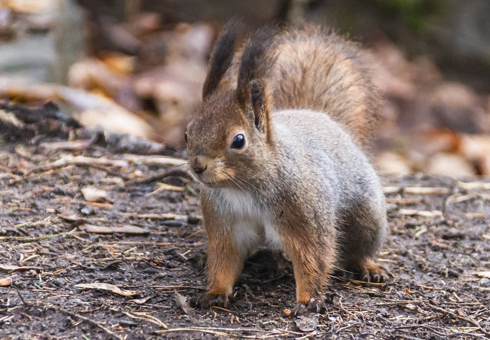 brown squirrel