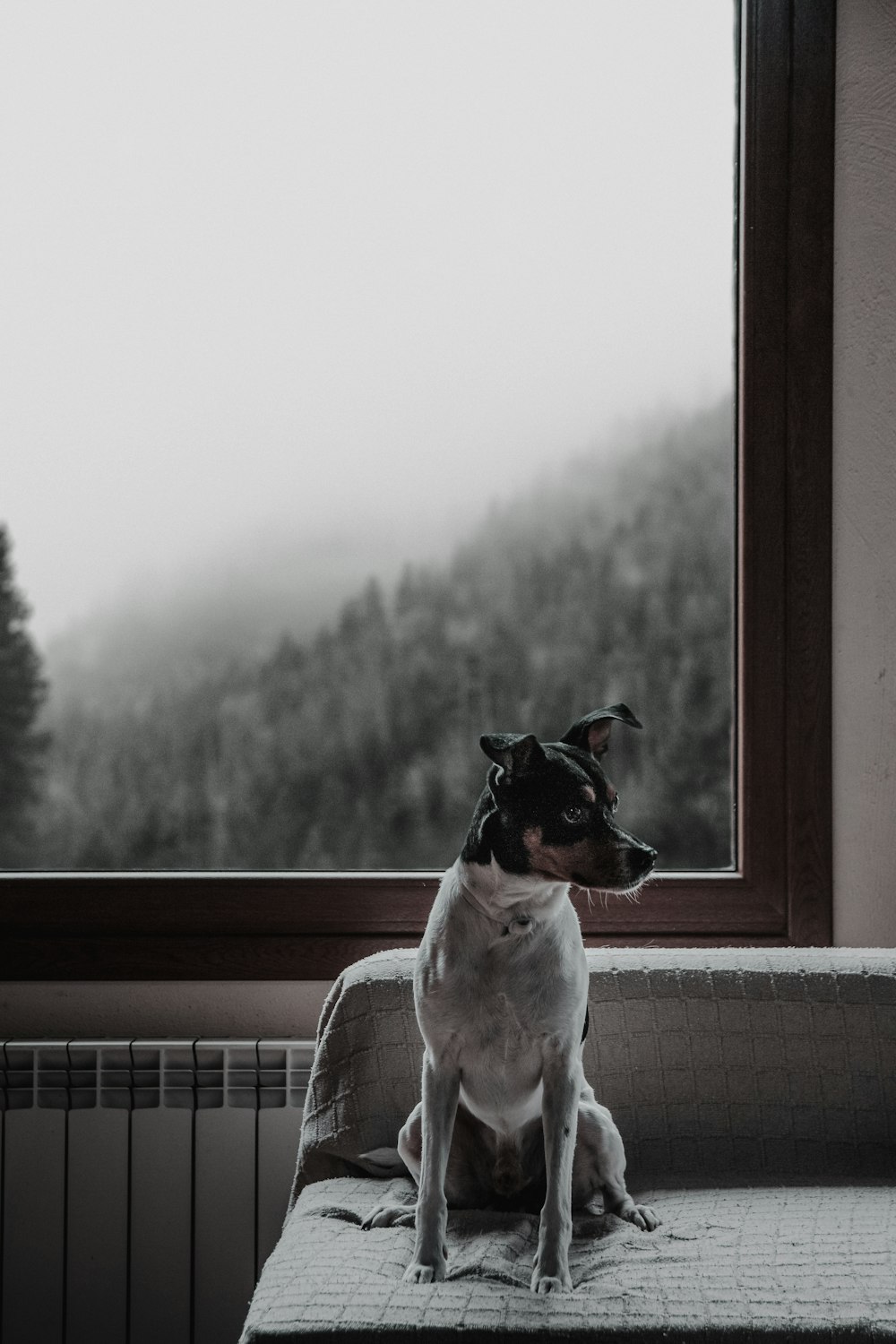 white and black dog on bed