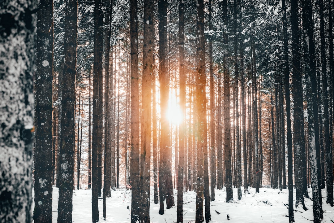 Forest photo spot Garmisch-Partenkirchen Oberstdorf