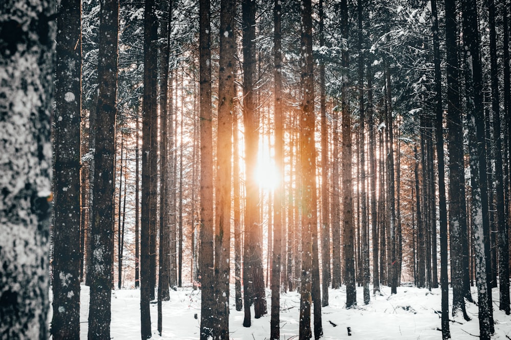 green-leaved trees