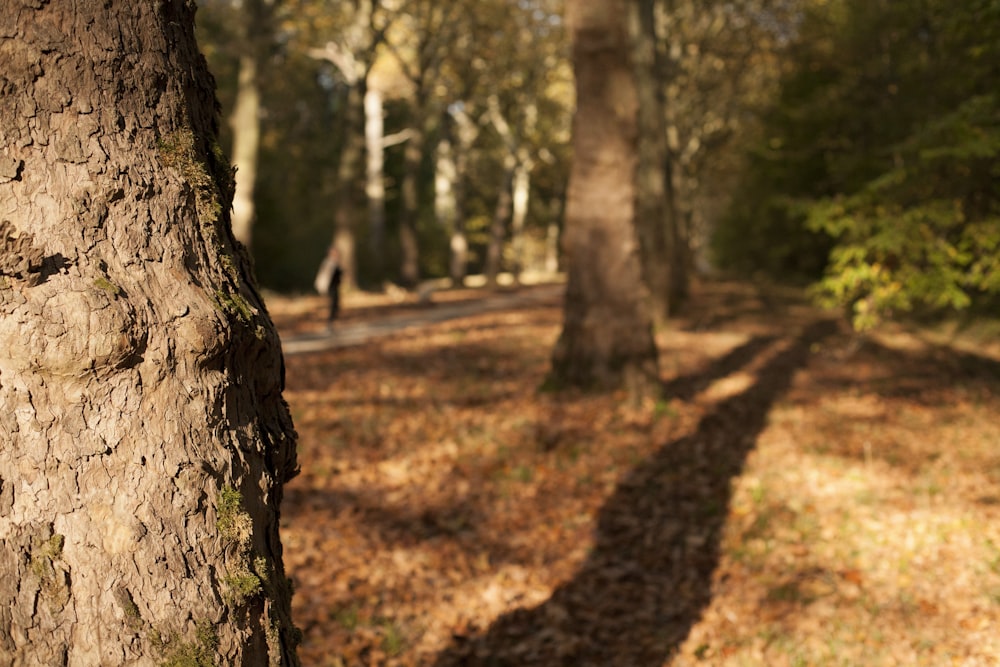 brown and green trees during daytime