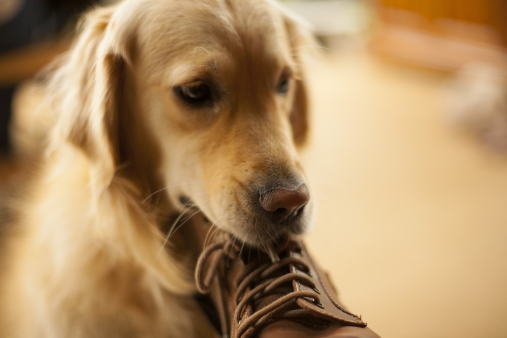golden retriever biting brown shoe