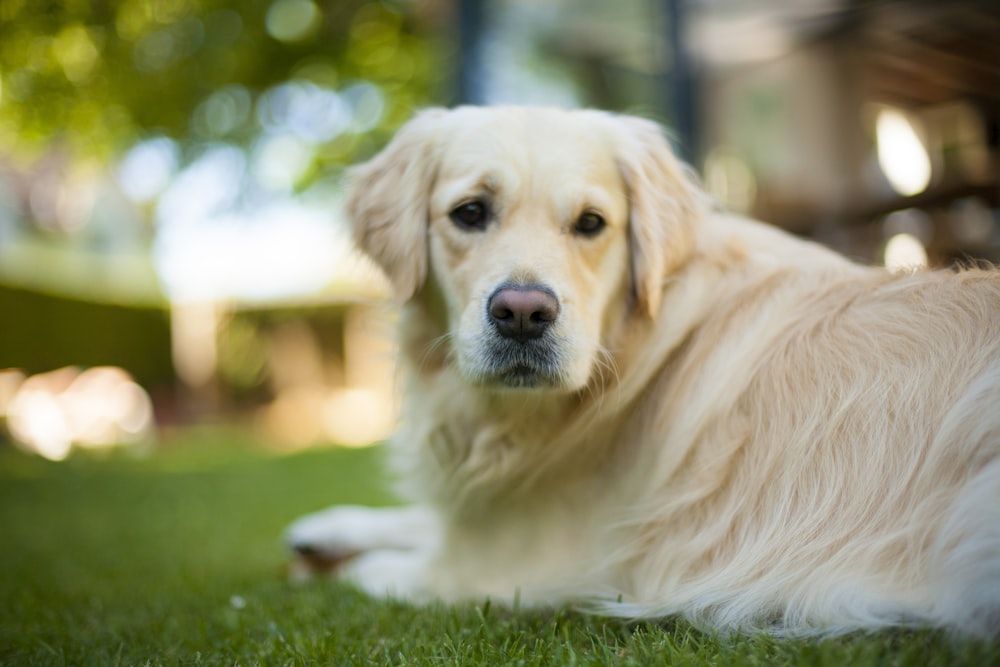 golden retriever lying on green grass