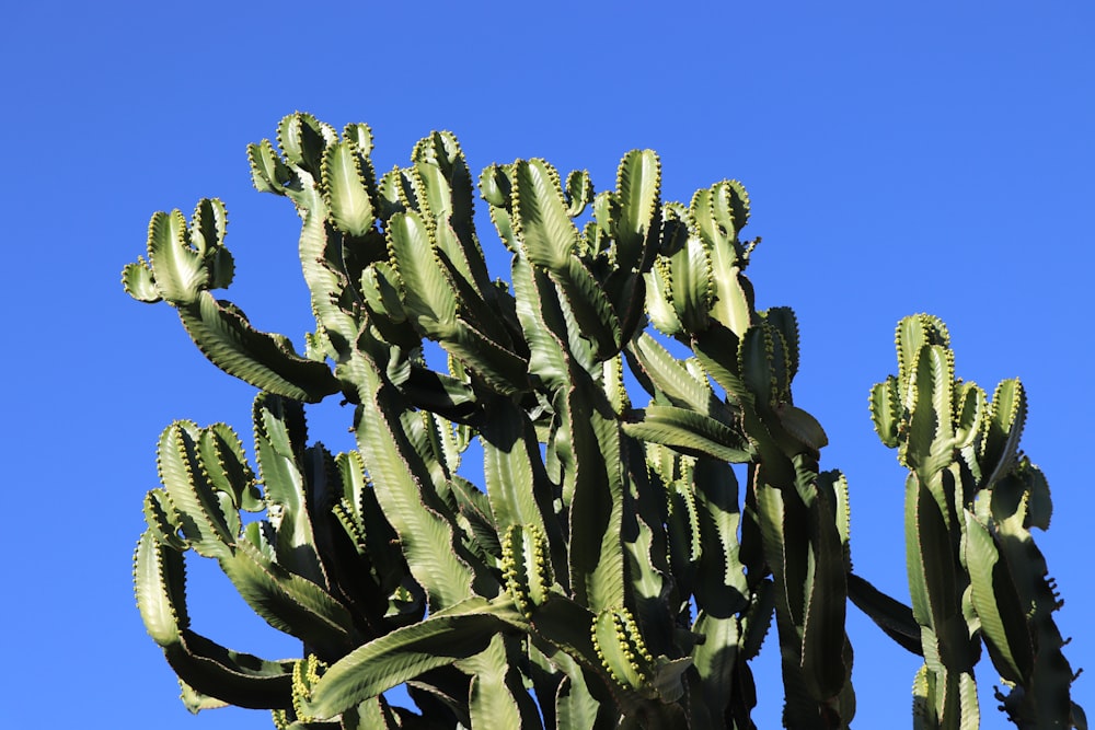 green euphorbia at daytime