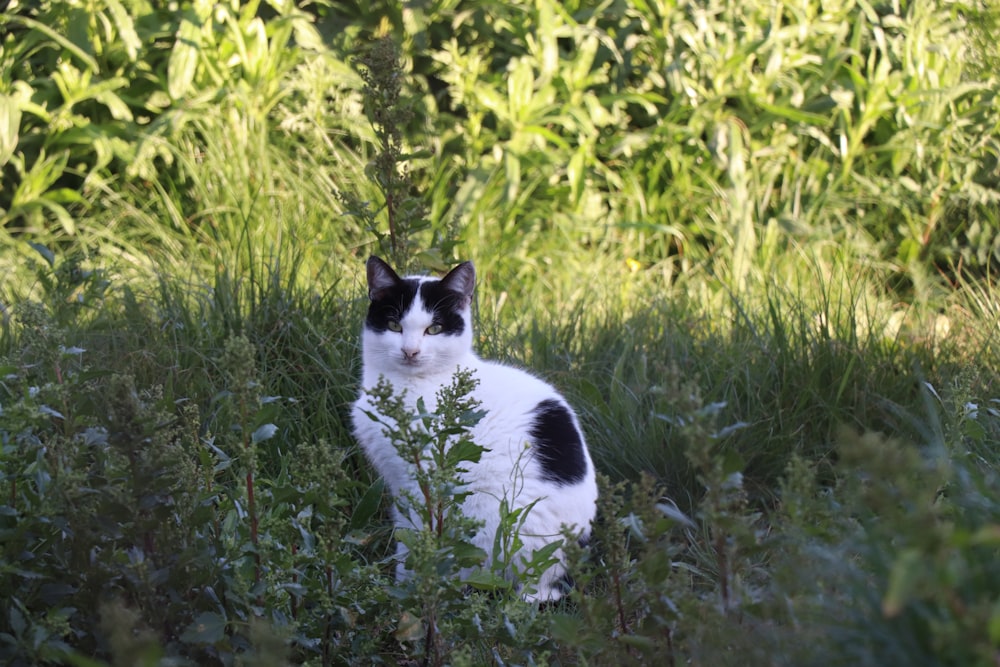 shallow focus photo of white and black cat