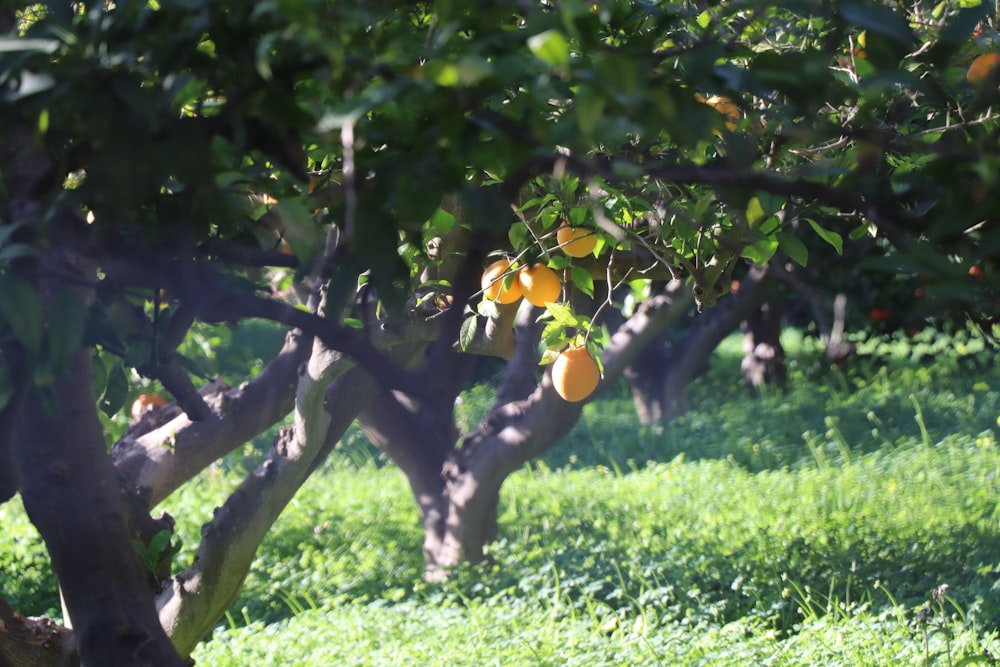 yellow fruit